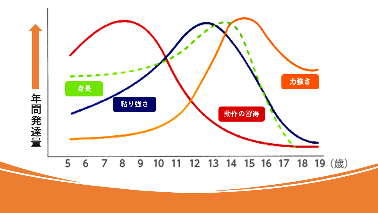 年齢別の運動能力サポートを示すグラフ。小学生で土台作りを行い、中学生で持久力と効率を向上させ、高校生で本格的なパワーアップを目指す